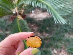 -高记福桂桂花糖炒栗(鼓楼店)
