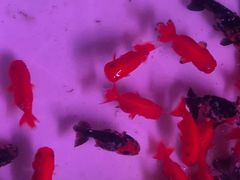 -中环花鸟鱼虫市场