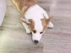-浣熊柯尔鸭土拨鼠·电玩咖