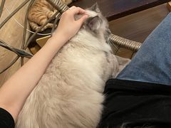 -滚猫咖啡·猫咖·猫友好撸猫(未来城店)