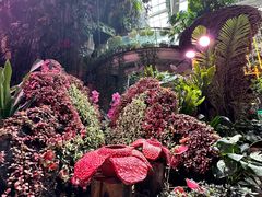 -正佳雨林生态植物园