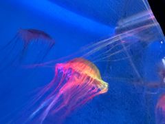 -海合安武汉极地海洋公园