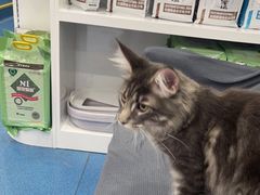 -创凡宠物医院·骨专科  猫科中心(西乡分院)