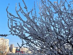 -桃花堤公园