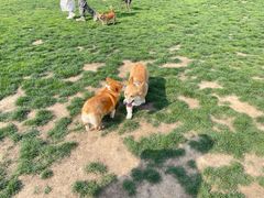 -趣玩宠物乐园寄养训犬训狗游泳池