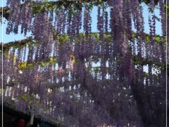 -婺源梦里老家大型山水实景演出