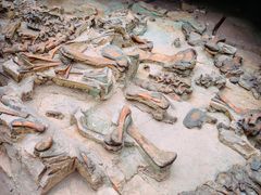 -自贡恐龙博物馆