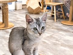 -楼上猫咖(罗湖店)