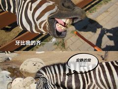 -大连森林动物园