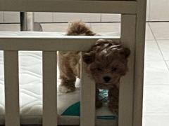 -艾吉宠物医院·疑难杂症转诊中心·猫友好(碧江路院)