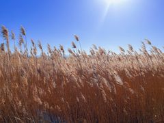 -野鸭湖国家湿地公园