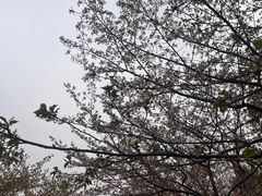 -高东镇樱花园