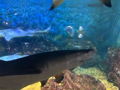 -烟台海昌鲸鲨海洋公园
