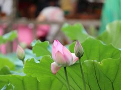 IMG_3247-荷香居(洞企石路店)