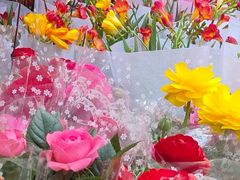 -哈尔滨道外花鸟鱼市场