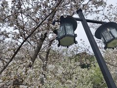 -苏州上方山国家森林公园