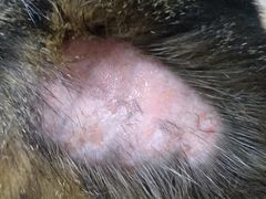 -艾贝尔宠物医院·24H转诊中心·肿瘤猫专科(江宁双龙店)