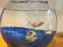 -参差咖啡(水果湖公园店)