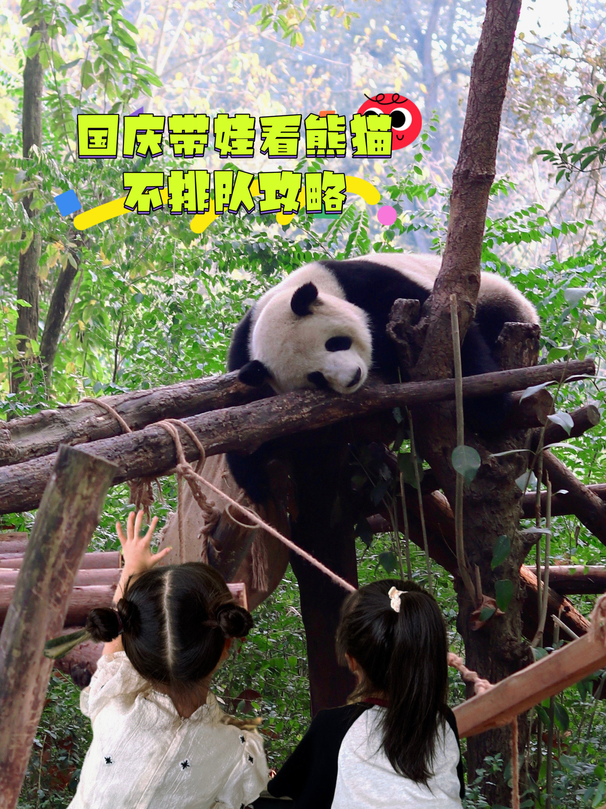 成都遛娃9402十一假期看熊猫不打挤攻略!
