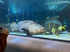 -太平洋海底世界