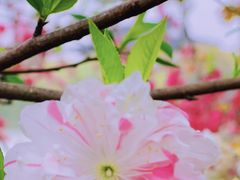 -南汇桃花村