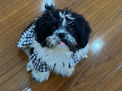 -汪说·狗咖·拼豆·宠物周边DIY(旺城大厦店)