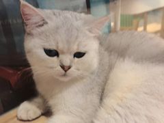 -米乐乖乖猫咪咖啡馆·猫咖(深圳湾后海汇店)