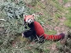 -西安秦岭野生动物园