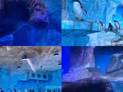 -海合安青岛极地海洋公园