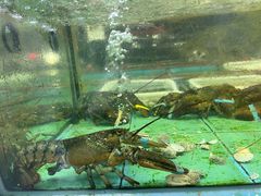 -景好海鲜餐厅(大鹏必选旅游店)