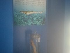 -上海海洋大学鱼文化博物馆(军工路校区)
