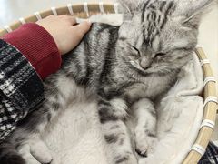 -共舞时光猫咖·狗咖(新街口店)