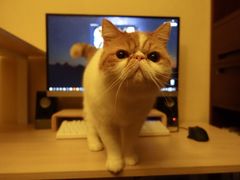 -猫大福·Fortune Cat猫舍(百子湾店)