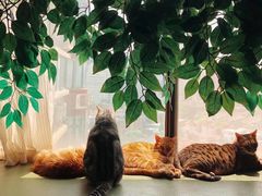 -猫猫幼稚园·撸猫·桌游·电玩