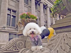 -超宠爱宠物摄影-Super pet