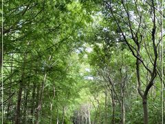 -上海海湾国家森林公园