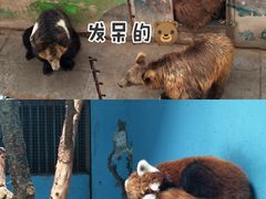 -青藏高原野生动物园