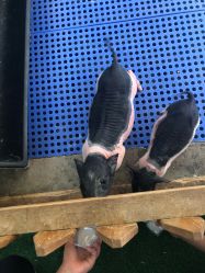 -萌宠亲子动物乐园(槐房万达店)