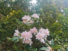 -梧桐山风景名胜区