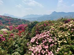 -贵州百里杜鹃风景名胜区