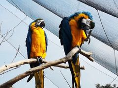 -西霞口神雕山野生动物世界