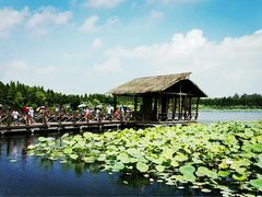 -溱湖国家湿地公园