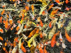 -龙悦湾酒家·八阵鱼生·渔人码头店