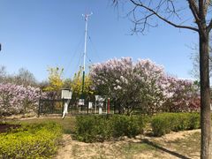 -大兴滨河森林公园