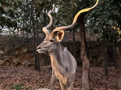 -清迈夜间动物园