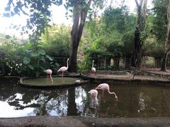 -清迈夜间动物园