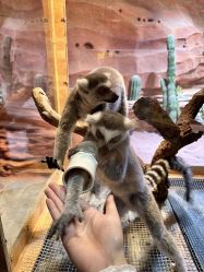 -Zoolung Zoolung动物主题公园(海信广场店)