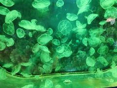 -沙沙哗啦海洋馆(华宇百花谷店)