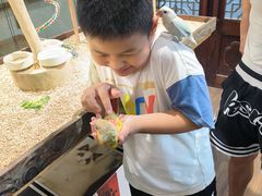 -吉丁鸟咖·异宠·寄养