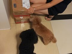 -严国平动物医院(德政总院)